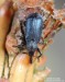 křovák smrkový (Brouci), Magdalis violacea (Coleoptera)